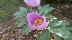 Paeonia cambessedesii
