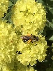 Lasioglossum sisymbrii