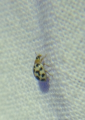 Psyllobora parvinotata