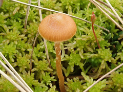 Galerina paludosa