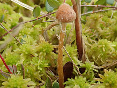 Galerina paludosa