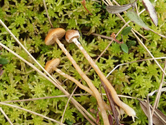 Galerina paludosa