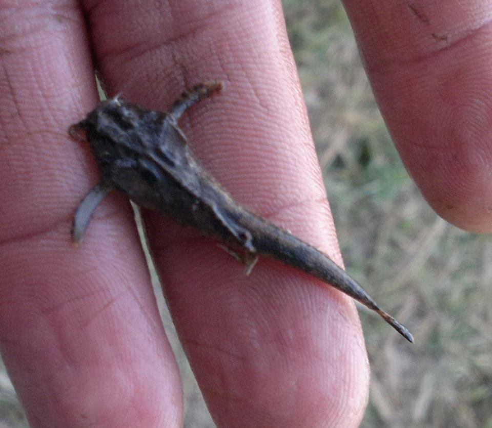 Pseudobunocephalus iheringii