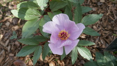 Paeonia cambessedesii