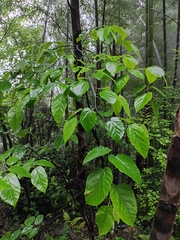 Acer davidii