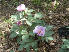 Paeonia cambessedesii