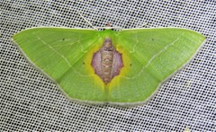 Nemoria astraea