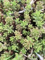 Sedum album