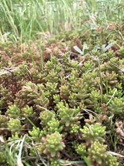 Sedum album