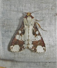 Condica imitata