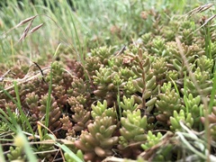 Sedum album