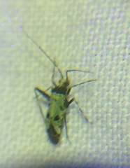 Phytocoris nigricollis
