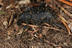 Hylobius excavatus