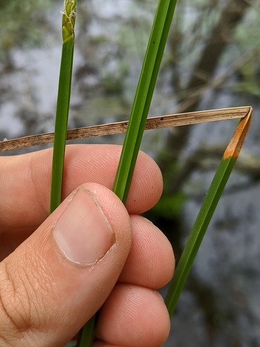 Image of Eleocharis quadrangulata by (c) Nathan Aaron, some rights reserved (CC BY)