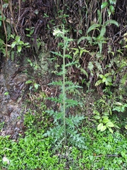 Cirsium japonicum