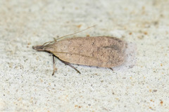 Dichomeris ventrellus