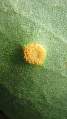 Uromyces limonii