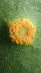 Uromyces limonii