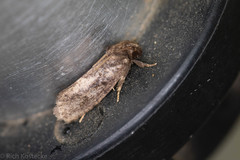 Acrolophus texanella