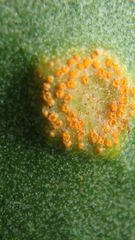 Uromyces limonii