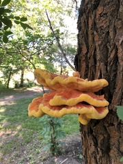 Laetiporus sulphureus