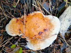 Fomitopsis pinicola