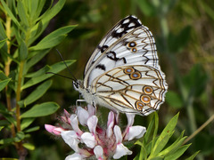 Melanargia arge