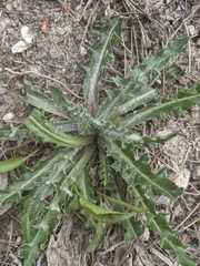 Cirsium flodmanii