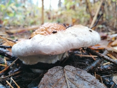 Fomitopsis pinicola