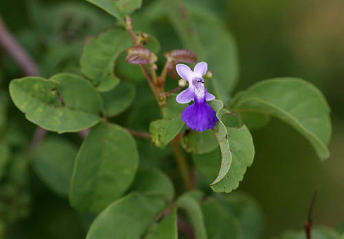 Zambezi fingerleaf (Vitex petersiana)