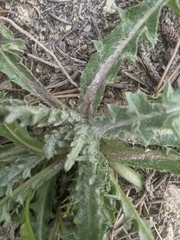 Cirsium flodmanii
