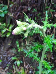Cirsium japonicum