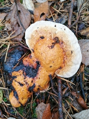 Fomitopsis pinicola