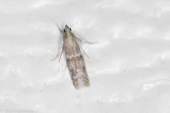 Eurythmia angulella