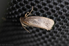 Acrolophus texanella