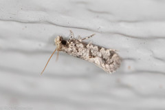 Amydria margoriella