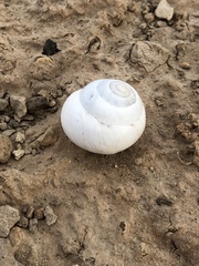 Sphincterochila candidissima