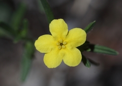 Lithospermum mirabile