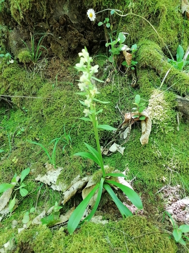 Dactylorhiza insularis (Dactylorhiza insularis)