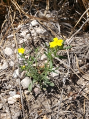 Lithospermum mirabile