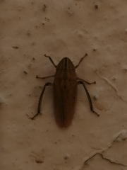 Prairiana