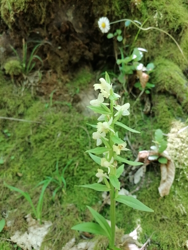 Image of Dactylorhiza insularis by (c) Manuel Marqués, some rights reserved (CC BY)