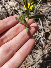 Lithospermum mirabile