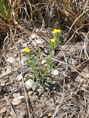 Lithospermum mirabile