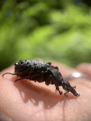 Cychrus tuberculatus