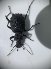 Cychrus tuberculatus