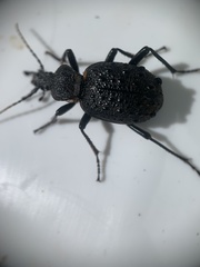 Cychrus tuberculatus