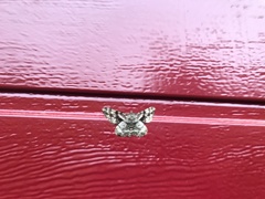 Peribatodes umbraria