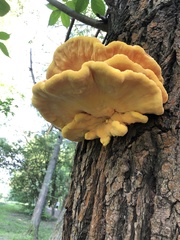Laetiporus sulphureus