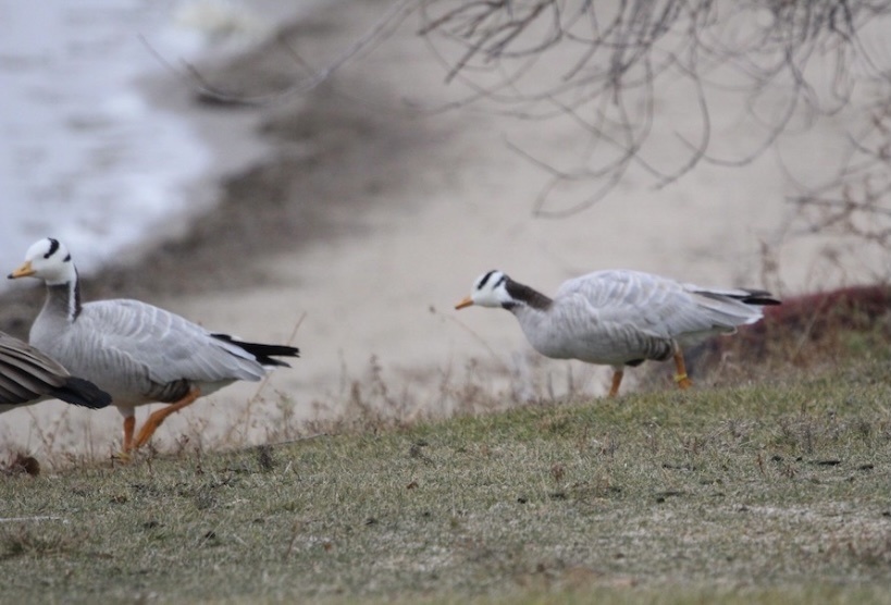 Bar-headed Goose from Miramar Cir, Fremont, NE, US on November 25, 2020 ...
